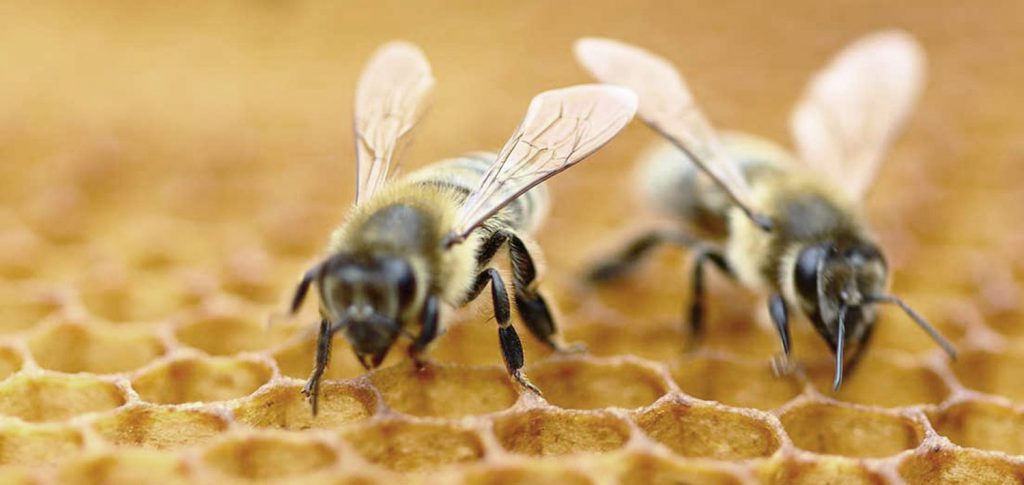 Jalea real el regalo de las abejas