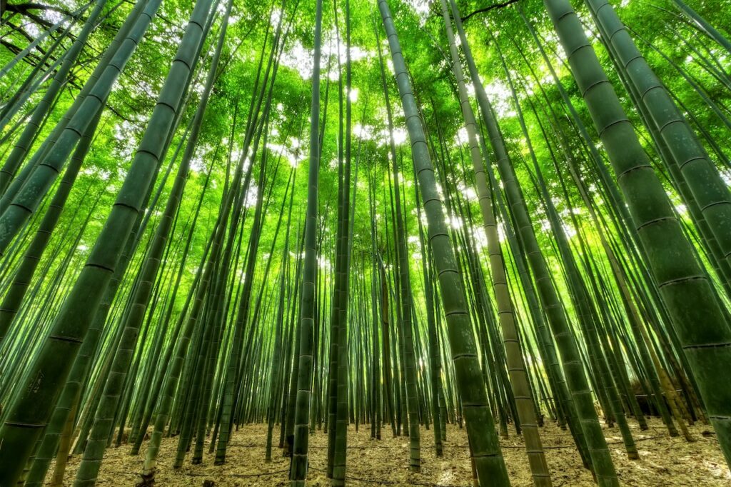extracto seco de bambu