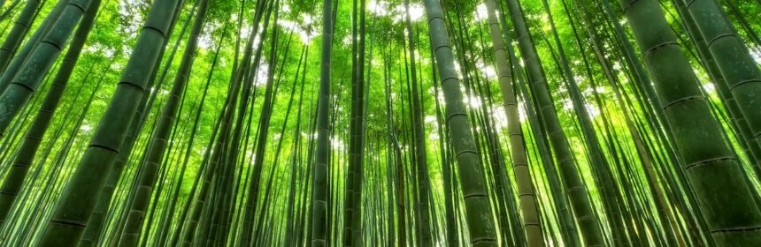 extracto seco de bambu
