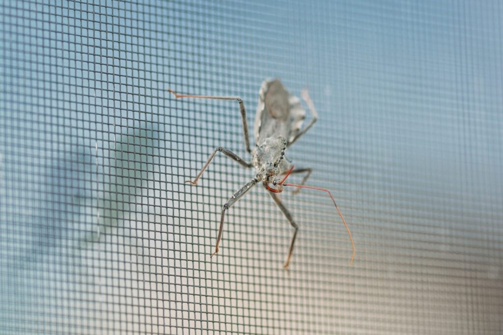 Protege tu hogar con mosquiteras: disfruta del verano 
