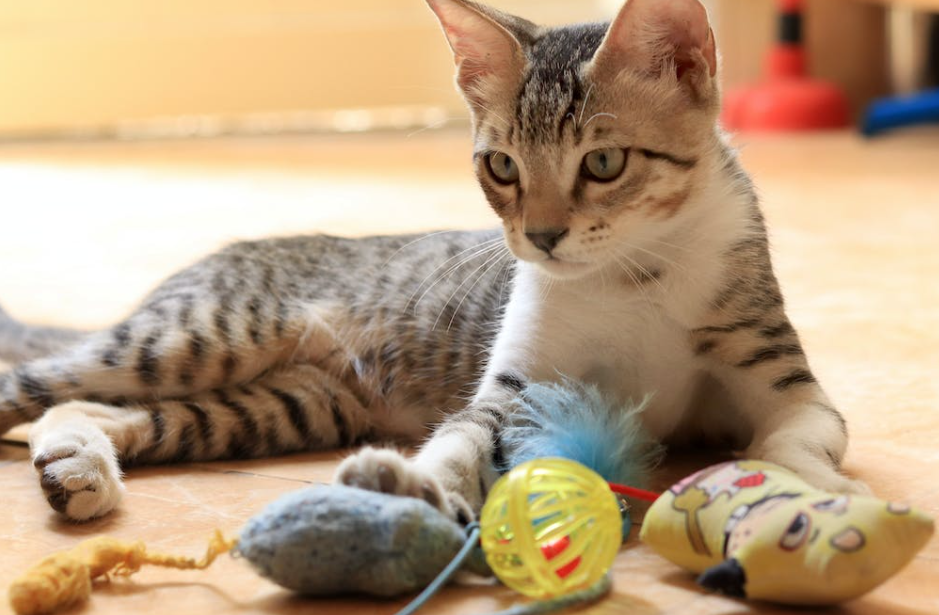 La Diversión de tu Gato: Juguetes y Actividades para Mantenerlo Feliz